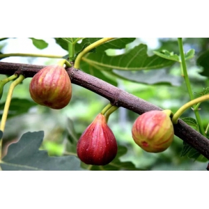 无花果种植技巧以及插杆方法和时间
