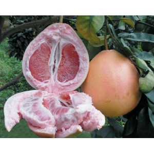 红肉蜜柚苗木怎么种？红肉蜜柚的种植技术