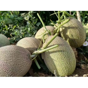 哈密瓜的种植条件和种植地区介绍
