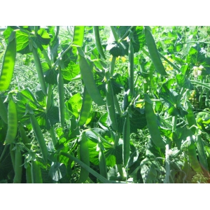 豌豆最好种植时间和方法