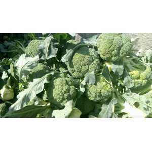 西兰花高产种植技术简介