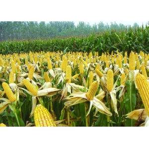 玉米使用除草剂注意要点