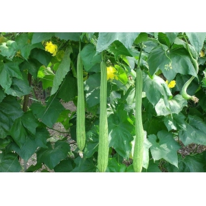 丝瓜种植八大技术要点