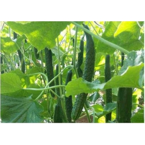 春季大棚黄瓜种植管理技术