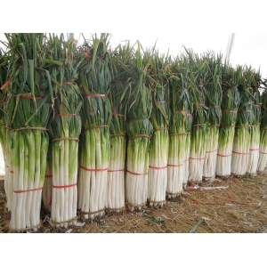 大葱种植技术要点解析