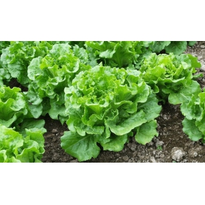 生菜播种时间及播种方法