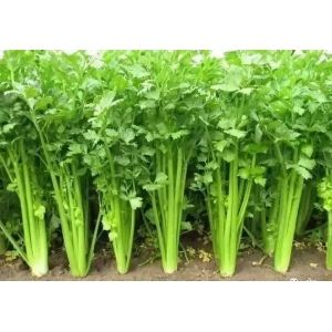 西芹栽培技术要点