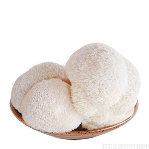 如何运用无棉塞罐头瓶种植猴头菇？