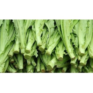 油麦菜多茬高产种植技术