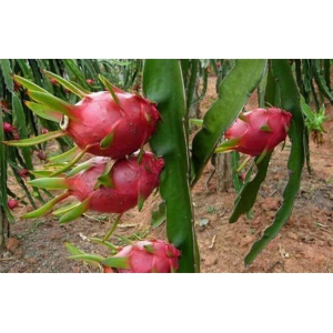 火龙果种植成本以及种植技术全解