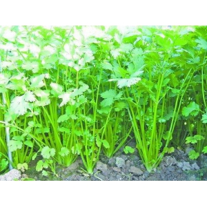 香菜种植技术之阳网覆盖栽培技术简介