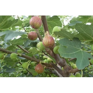 无花果的种植技术