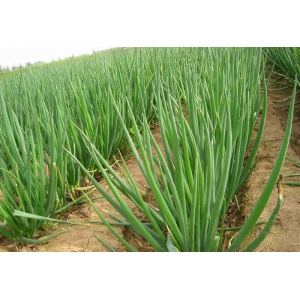 大葱种植技术全解