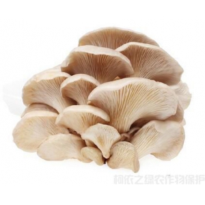 平菇几种常见杂菌危害防治技术