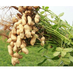 花生种植时间，地区选取以及种植技术简介