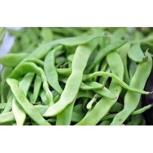 地膜春芸豆种植技术大全