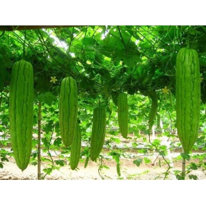 “脂肪杀手”苦瓜种植技术大全