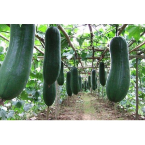 夏季冬瓜栽培要点有哪些？