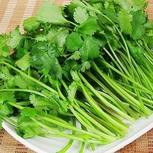 香菜采摘保鲜技术
