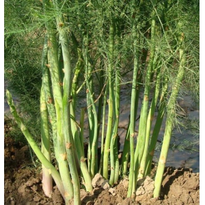 芦笋的种植方法