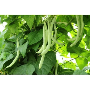 如何种植四季豆高产量技术