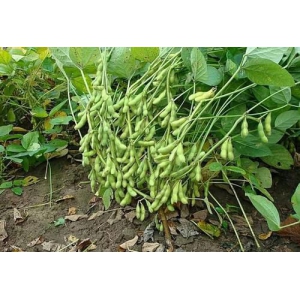 毛豆又叫菜用大豆 那你们知道种植方法吗？