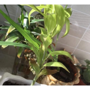 怎么预防百合花叶片变软打卷