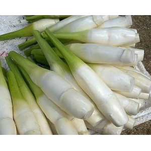 冷水茭白的栽培技术学会了吗？