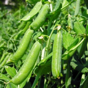 豌豆如何种植高产量