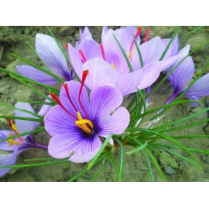 藏红花种植的注意事项的介绍