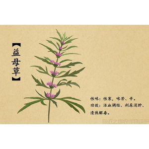 益母草如何在田间管理技术