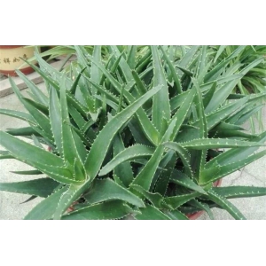 盆栽芦荟的施肥技术