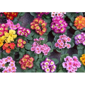 报春花的养植方法
