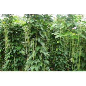 长豆角的种植方法