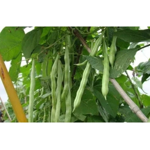 四季豆种植方法介绍