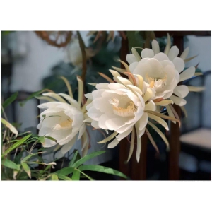 昙花要怎么繁殖？昙花繁殖方法