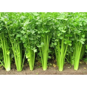 芹菜要怎么栽培？芹菜栽培技术