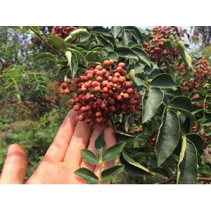 花椒树要怎么嫁接？花椒树的嫁接技术