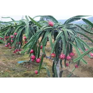 火龙果要在什么时候种最好？火龙果的种植时间和方法