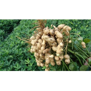 春花生播种要注意什么？春花生播种的注意事项