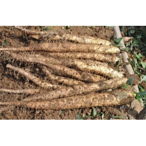 山药要怎么种？山药种植期间要怎么管理？