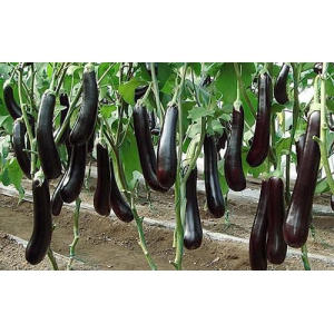 大棚茄子要怎么施肥？种植大棚茄子的施肥技术