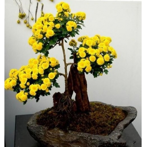 菊花要怎么盆栽？盆栽菊花的方法