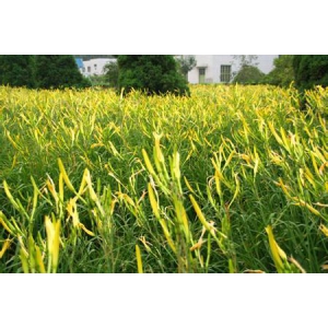 黄花菜要怎么种？黄花菜的种植技术