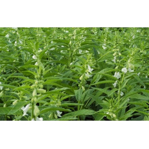 种植芝麻要选择什么品种？种植芝麻前的准备工作