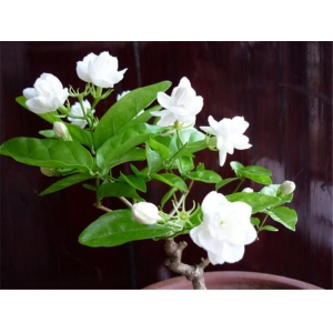 茉莉开花少怎么办？让茉莉多开花五要素