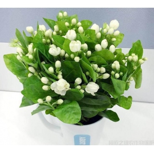 茉莉花盆栽修剪枝条不要扔，扦插后一盆变多盆