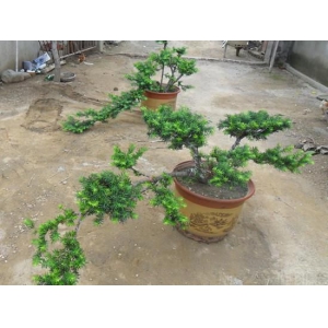 红豆杉盆景的制作方法与注意事项