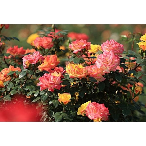怎么让月季花开出多种颜色来