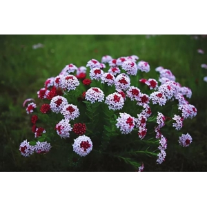 什么是狼毒花？狼毒花的种类品种介绍